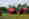 Grass-F-day-309