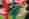 4470-justert-High-res-ghh335yln5 (1)